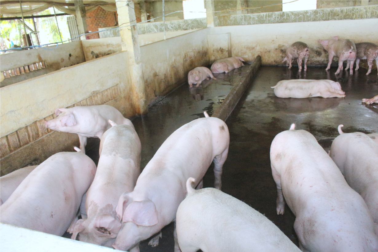 Cần Thơ: Thức ăn tăng, giá lợn hơi thấp nông dân 
